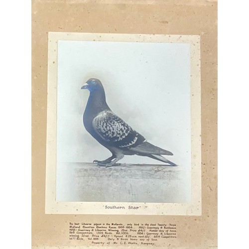 69 - INTERESTING COLLECTION EARLY 20TH CENTURY MOUNTED RACING PIGEON, PIGEON FANCIER PHOTOGRAPHS OF HOMIN... 