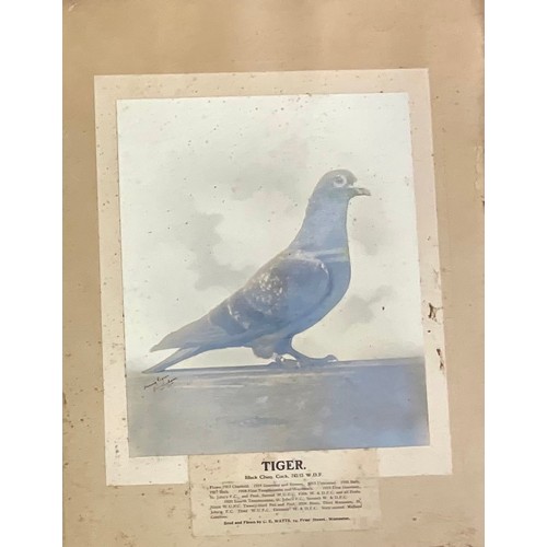 69 - INTERESTING COLLECTION EARLY 20TH CENTURY MOUNTED RACING PIGEON, PIGEON FANCIER PHOTOGRAPHS OF HOMIN... 