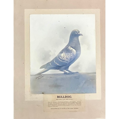 69 - INTERESTING COLLECTION EARLY 20TH CENTURY MOUNTED RACING PIGEON, PIGEON FANCIER PHOTOGRAPHS OF HOMIN... 