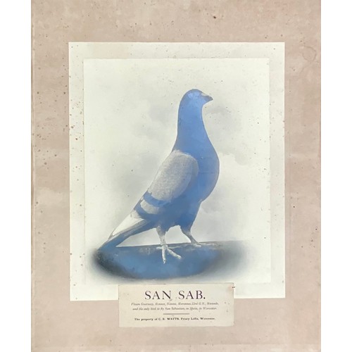 69 - INTERESTING COLLECTION EARLY 20TH CENTURY MOUNTED RACING PIGEON, PIGEON FANCIER PHOTOGRAPHS OF HOMIN... 