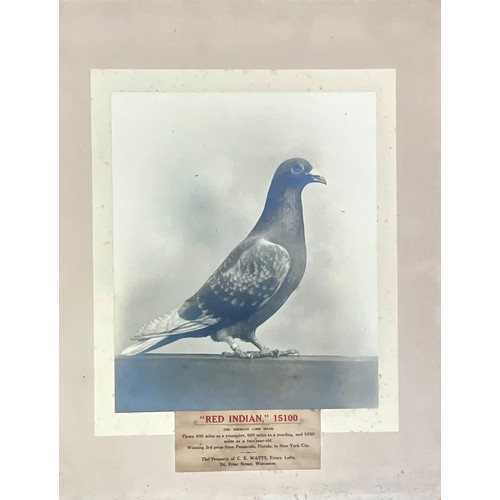 69 - INTERESTING COLLECTION EARLY 20TH CENTURY MOUNTED RACING PIGEON, PIGEON FANCIER PHOTOGRAPHS OF HOMIN... 