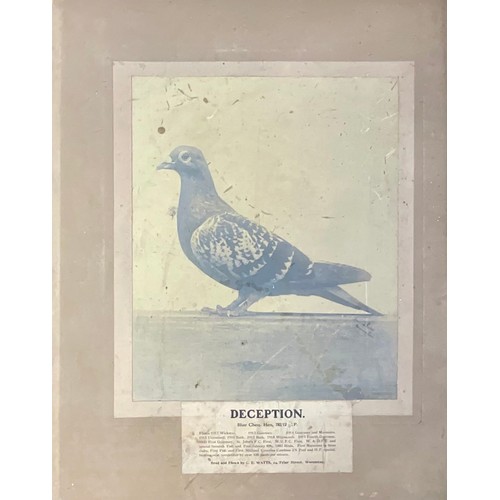 69 - INTERESTING COLLECTION EARLY 20TH CENTURY MOUNTED RACING PIGEON, PIGEON FANCIER PHOTOGRAPHS OF HOMIN... 