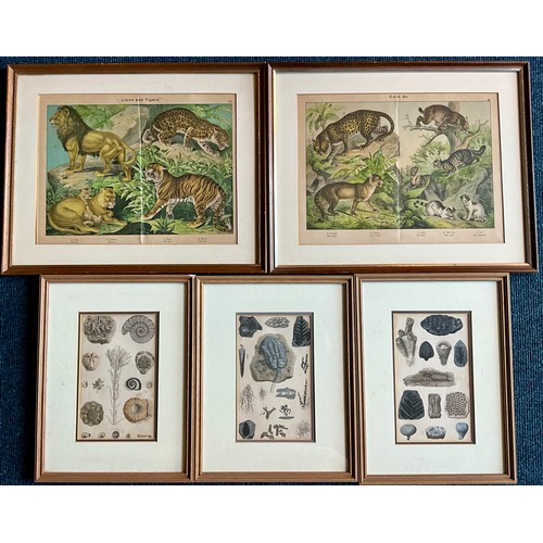 35 - A PAIR OF FRAMED BOOK COLOURED ENGRAVING PLATES OF LIONS, TIGERS AND CATS T/W THREE FRAMED ENGRAVING... 