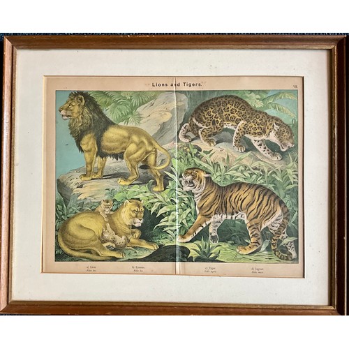 35 - A PAIR OF FRAMED BOOK COLOURED ENGRAVING PLATES OF LIONS, TIGERS AND CATS T/W THREE FRAMED ENGRAVING... 