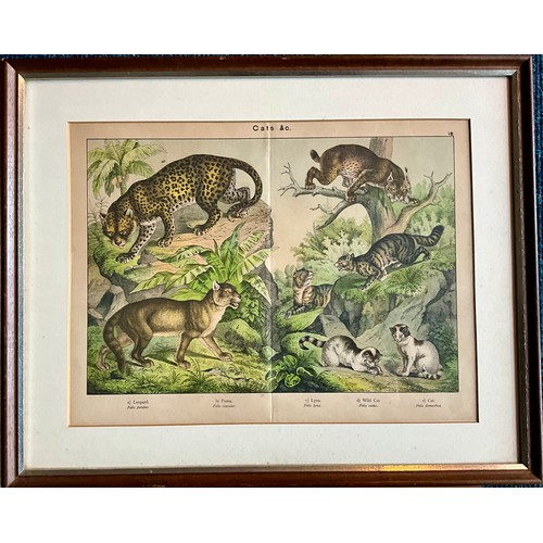 35 - A PAIR OF FRAMED BOOK COLOURED ENGRAVING PLATES OF LIONS, TIGERS AND CATS T/W THREE FRAMED ENGRAVING... 