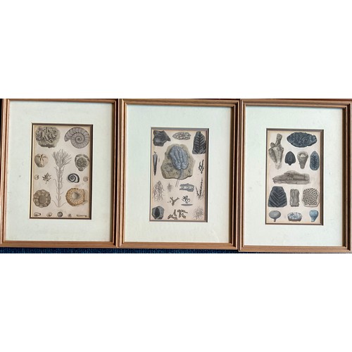 35 - A PAIR OF FRAMED BOOK COLOURED ENGRAVING PLATES OF LIONS, TIGERS AND CATS T/W THREE FRAMED ENGRAVING... 