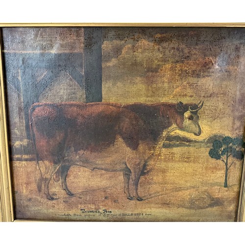 18 - PRIMITIVE CATTLE PAINTING ‘THUNDER BOB A REMARKABLE BULL’ ON CANVAS  46cm x 39cm  IN GILT FRAME