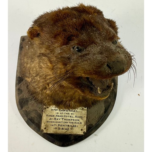 TAXIDERMY – OTTER HEAD ON SHIELD MOUNT. WITH PLAQUE ‘PRESENTED TO MRS ...