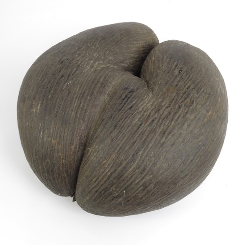 64 - A LARGE COCO DE MER NUT (LODOICEA MALDIVICA), approx. 33 X 32 cm