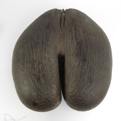 64 - A LARGE COCO DE MER NUT (LODOICEA MALDIVICA), approx. 33 X 32 cm