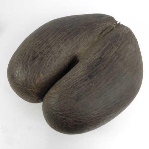 64 - A LARGE COCO DE MER NUT (LODOICEA MALDIVICA), approx. 33 X 32 cm