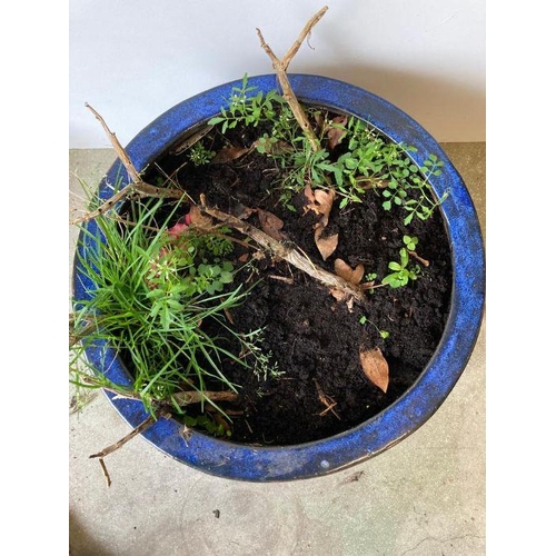 296 - A large two tone blue glazed garden planter