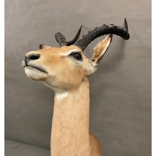 589 - A wall hanging taxidermy of an Antelope