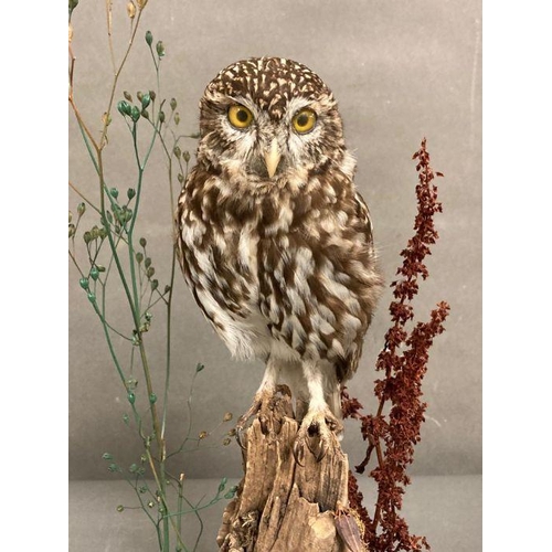 590 - A cased taxidermy of a Owl