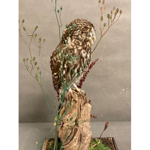 590 - A cased taxidermy of a Owl