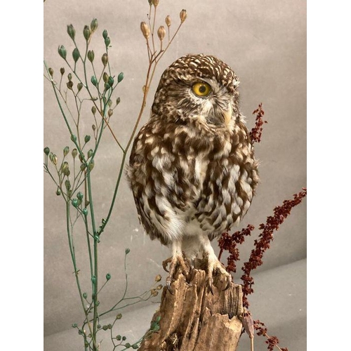 590 - A cased taxidermy of a Owl