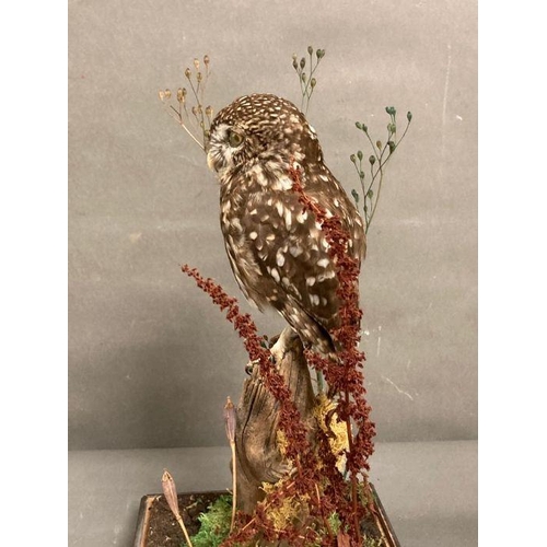 590 - A cased taxidermy of a Owl