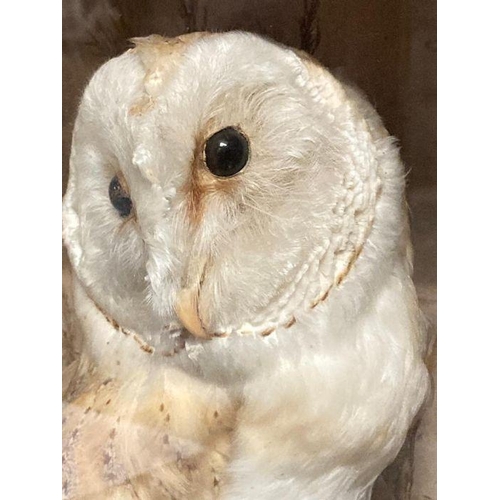 591 - A cased taxidermy of a barn owl