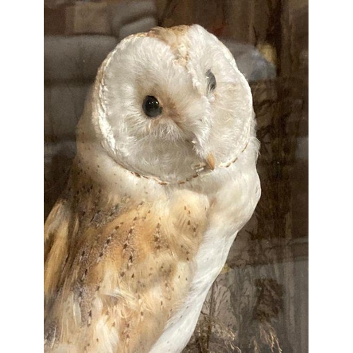 591 - A cased taxidermy of a barn owl