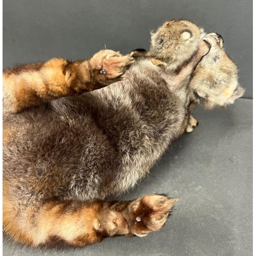 591A - A taxidermy model of a free standing fox