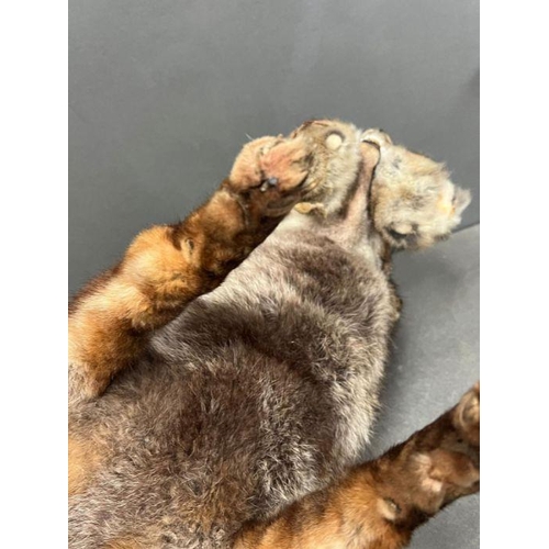 591A - A taxidermy model of a free standing fox