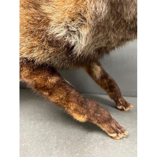 591A - A taxidermy model of a free standing fox