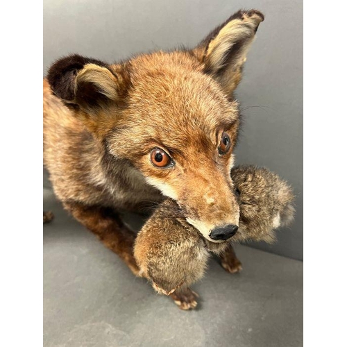 591A - A taxidermy model of a free standing fox