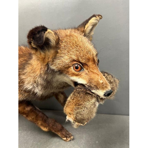 591A - A taxidermy model of a free standing fox