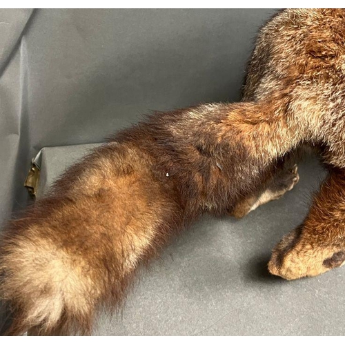 591A - A taxidermy model of a free standing fox