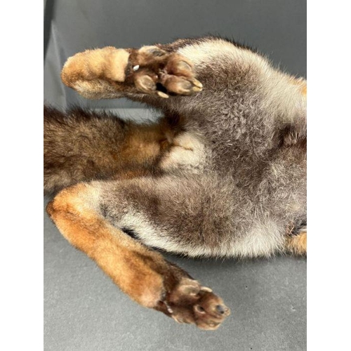 591A - A taxidermy model of a free standing fox