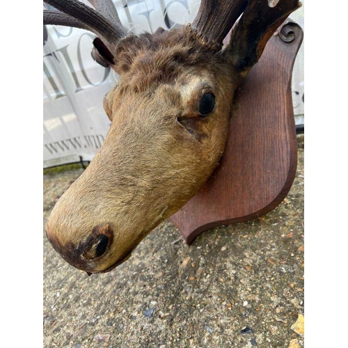 591B - A Stags head mounted, 12 points (H100cm W67cm)