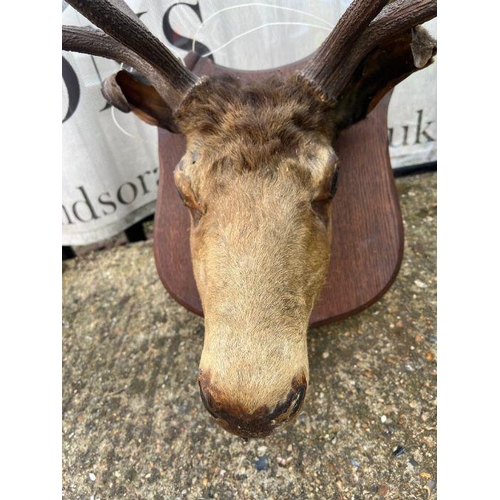 591B - A Stags head mounted, 12 points (H100cm W67cm)