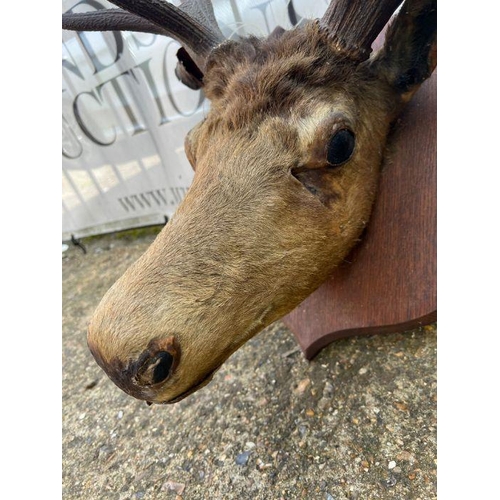 591B - A Stags head mounted, 12 points (H100cm W67cm)