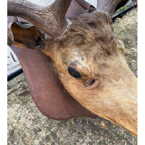 591B - A Stags head mounted, 12 points (H100cm W67cm)