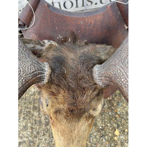 591B - A Stags head mounted, 12 points (H100cm W67cm)