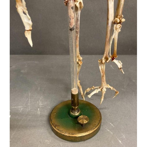 594 - A mounted skeleton of a bird in a glass frame