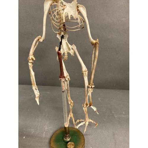 594 - A mounted skeleton of a bird in a glass frame