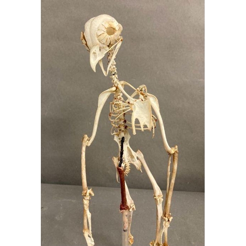 594 - A mounted skeleton of a bird in a glass frame