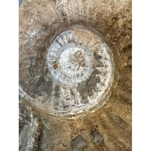 95 - A large Ammonite fossil (Approximate Measurements 19.5cm x 16cm)