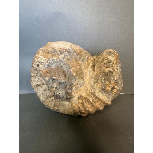 95 - A large Ammonite fossil (Approximate Measurements 19.5cm x 16cm)