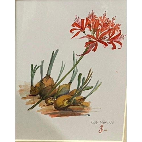 290 - A Red Nerine print by S.J