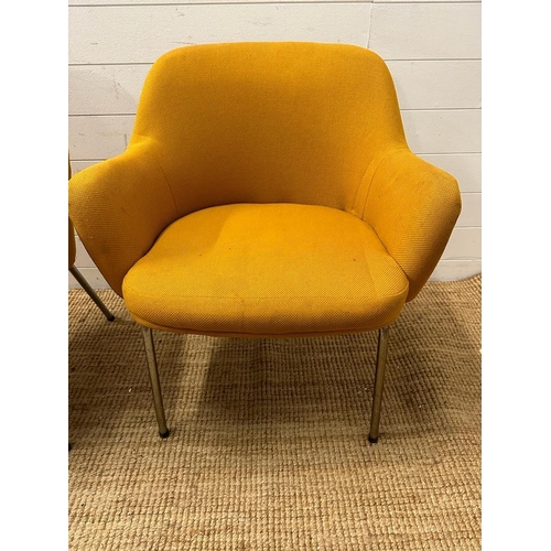 49 - A pair of Mid Century mustard upholstered arm chairs on chrome legs