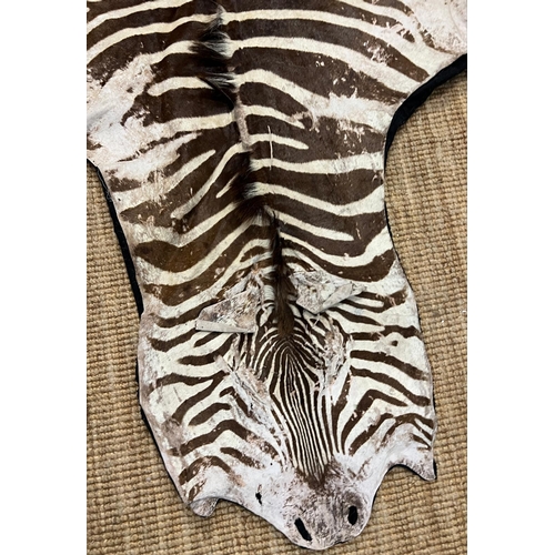 221 - Zebra skin rug (282cm x 180cm)