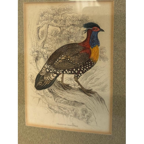 659 - A selection of four ornithological colour plates depicting exotic birds,framed.