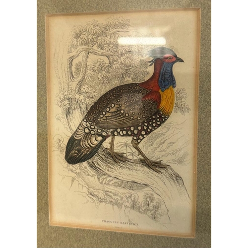 659 - A selection of four ornithological colour plates depicting exotic birds,framed.