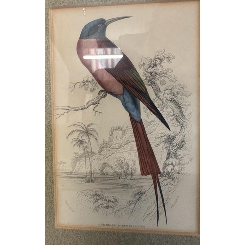 659 - A selection of four ornithological colour plates depicting exotic birds,framed.