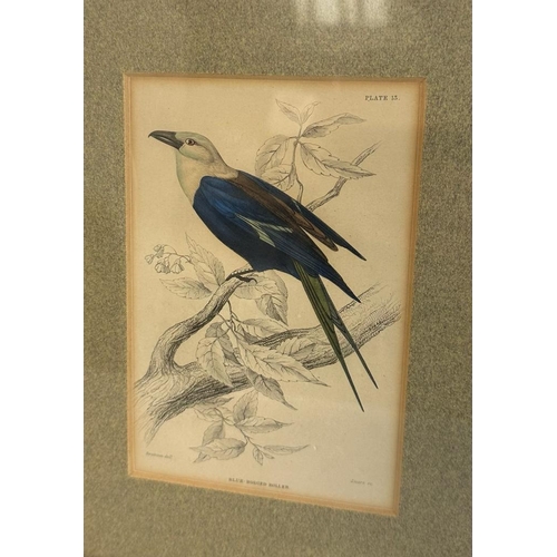 659 - A selection of four ornithological colour plates depicting exotic birds,framed.