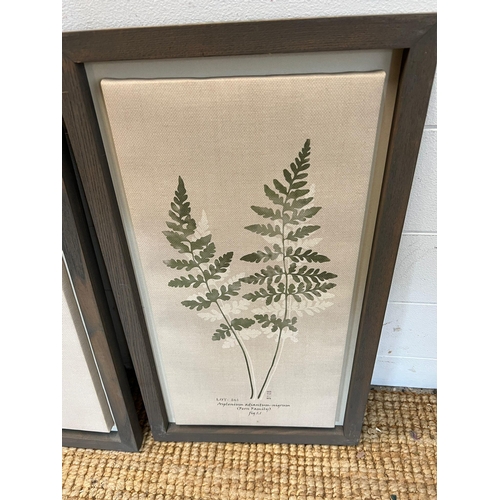 676 - Three botanical prints (Frame 57cm x 32cm)