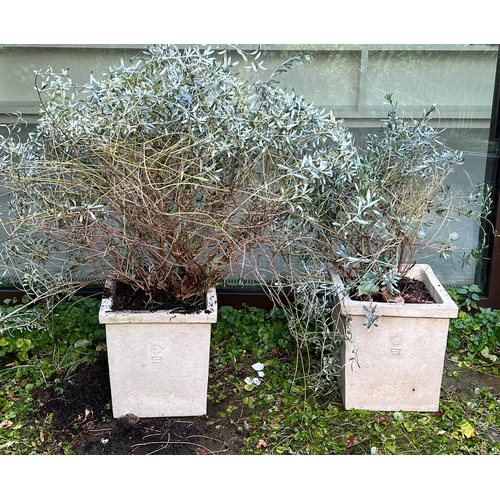 290 - A pair of square planters (H34cm SQ31cm)