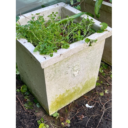 291 - A pair of square planters  (H34cm SQ31cm) (One plant AF)